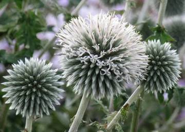 Echinops bannaticus star frost / Szamárkenyér 