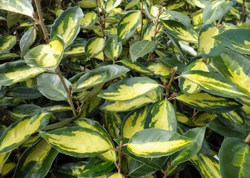 Elaeagnus ebbingei Limelight / Sárga-Tarkalevelű ezüstfa