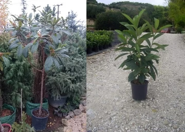 Eriobotrya japonica / Japán naspolya