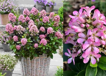 Escallonia Pink Elle / Kőtörőcserje