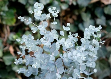 Eucalyptus gunnii Azura / Havasi eukaliptusz Azura