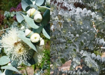 Eucalyptus pulverulenta Baby Blue / Kék Lombú Eukaliptusz