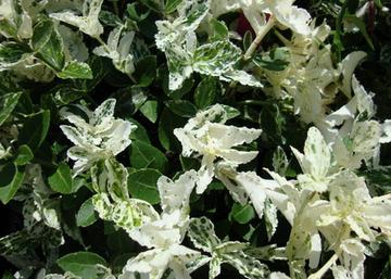 Euonymus fortunei Harlequin / Törpe kecskerágó