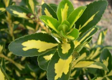 Euonymus japonicus Aureovariegatus / Sárgatarka japán kecskerágó