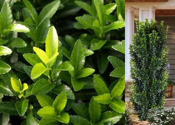 Euonymus japonicus Green spire / Oszlopos japán kecskerágó