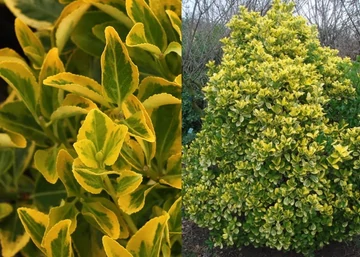 Euonymus japonicus Ovatus Aureus / Sárgatarka Japán kecskerágó