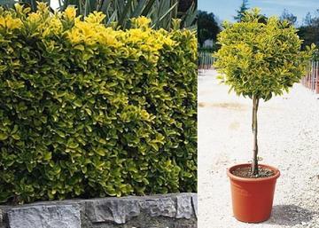 Euonymus japonicus Ovatus Aureus / Sárgatarka Japán kecskerágó