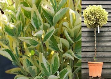 Euonymus japonicus bravo / Fehértarka japán kecskerágó