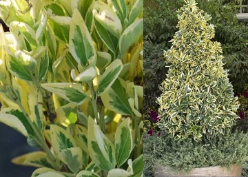 Euonymus japonicus bravo / Fehértarka japán kecskerágó