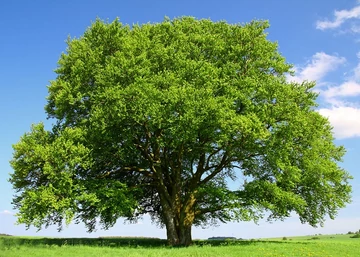 Fagus sylvatica / Európai bükk vagy Közönséges bükk