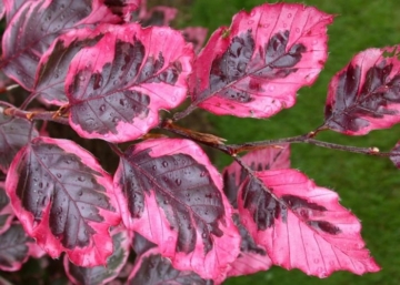 Fagus sylvatica purpurea Tricolor / Tarka levelű bükk