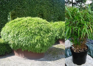 Fargesia rufa / Panda bambusz