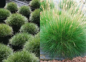 Festuca scoparia Hobbit / Medvecsenkesz