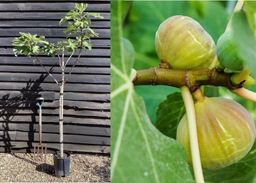 Ficus brogiotto bianco / Zöld Füge - Fügefa