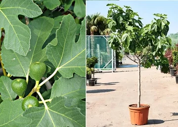 Ficus carica Nana / Füge - Fügefa törpe