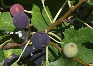 Ficus carica Rouge de Bordeaux / Füge bokor 