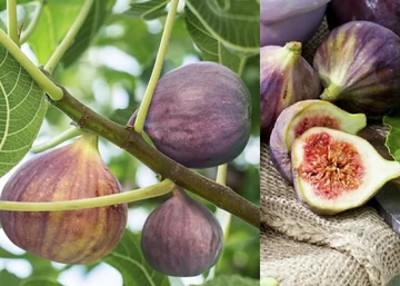 Ficus carica Brown Turkey / Barna török Füge - Fügefa