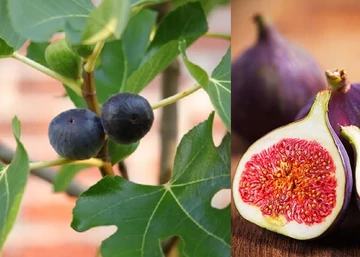 Ficus carica Gustis Morena / Morena lila Füge - Fügefa