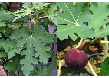 Ficus carica Ice Crystal / Jégkristály Füge - Fügefa