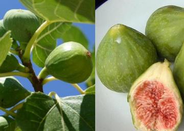 Ficus carica dottato / Füge - Fügefa