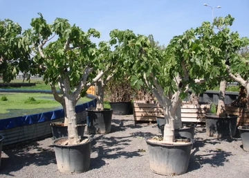 Ficus carica dottato / Füge - Fügefa