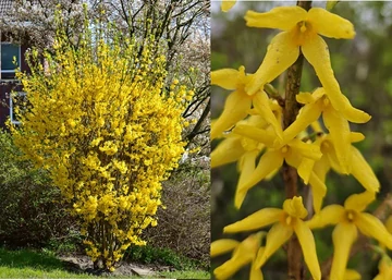 Forsythia × intermedia Golrausch / Aranycserje