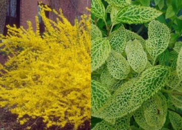 Forsythia viridissima var. Koreana kumson / Sárgatarka aranyvessző