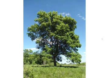 Fraxinus angustifolia / Magyar kőris