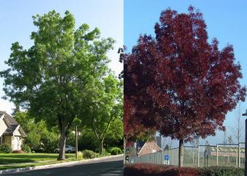 Fraxinus angustifolia Raywood / Keskenylevelű kőris