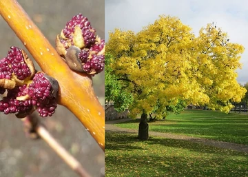 Fraxinus excelsior Aurea / Aranykőris