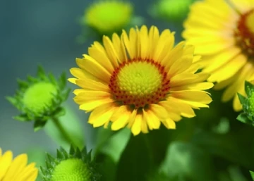 Gaillardia grandiflora Arizona apricot / Kokárdavirág sárga