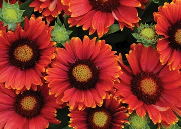 Gaillardia grandiflora Burgunder / Kokárdavirág piros