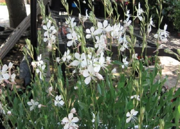 Gaura lindheimeri Sparkle White / Alacsony évelő díszgyertya
