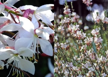 Gaura lindheimeri Summer Breeze / Évelő díszgyertya