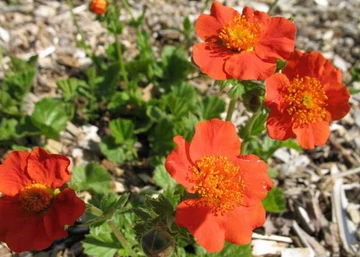 Geum coccineum / Skarlátvörös gyömbérgyökér