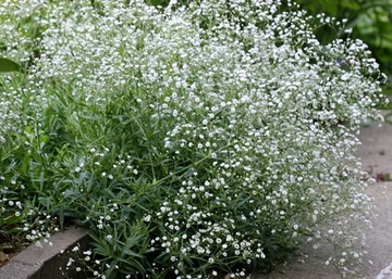 Gypsophila paniculata Fairly Perfect / Buglyos fátyolvirág Rezgő