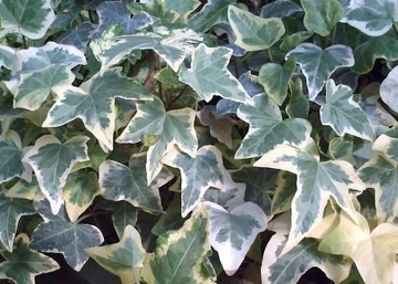 Hedera helix glacier / Fehér tarka borostyán 