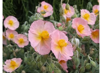 Helianthemum hybridum wisley pink / Világos rózsaszín napvirág