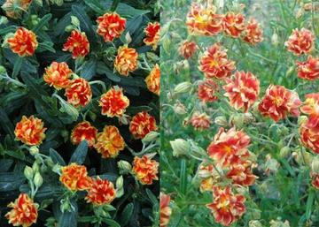 Helianthemum hybridum Birch Double / Piros sárga napvirág