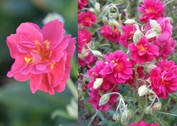 Helianthemum hybridum Cerise Queen / Sötétrózsaszín napvirág