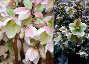 Helleborus niger Ivory Prince / Korai hunyor Ivory Prince