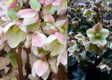 Helleborus niger Ivory Prince / Korai hunyor Ivory Prince