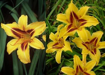 Hemerocallis Bonanza / Sásliliom sárga
