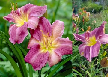 Hemerocallis Prairie Blue Eyes / Sásliliom liláskék