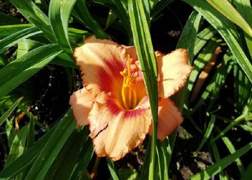 Hemerocallis Real Wind / Sásliliom barack piros