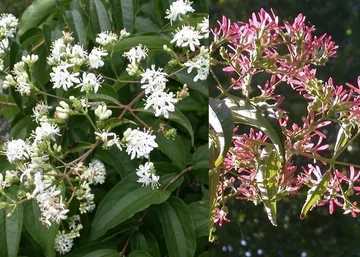Heptacodium miconioides / Hétfiúvirágcserje