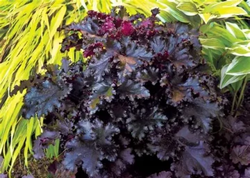Heuchera hybrida Black Taffeta / Sötét-bordó tűzeső