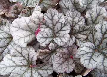 Heuchera hybrida Cinnabar Silver / Ezüstös tűzeső
