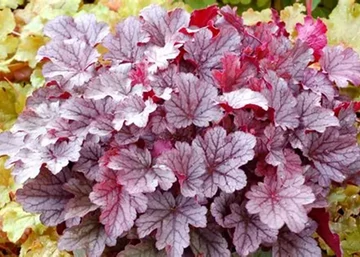 Heuchera hybrida Milan / Ezüstös-bordó tűzeső