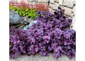 Heuchera x hybrida Forever Purple / Lilás-bordó tűzeső